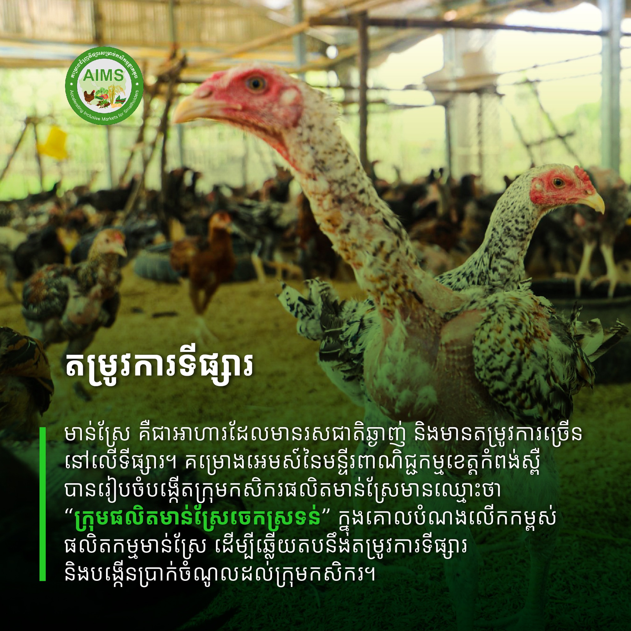 គម្រោងអេមស៍ ជួយជំរុញទីផ្សារនិង ចិញ្ចឹមមាន់ស្រែ!